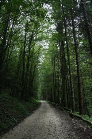 Im Wald am Wachtberg